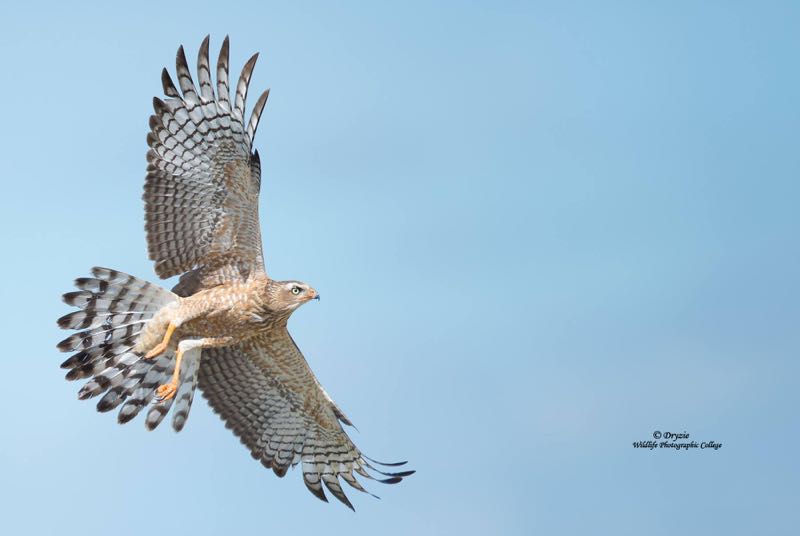 Western Banded Snake-Eagle