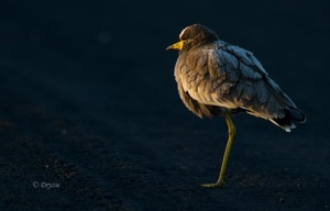 African Wattled Lapwing