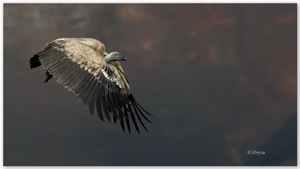 Cape Vulture