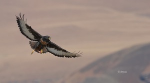 Jackal Buzzard