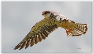 Amur Falcon