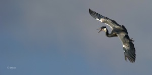 Black-headed Heron