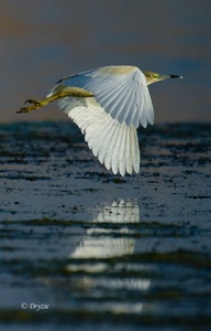 Squacco Heron