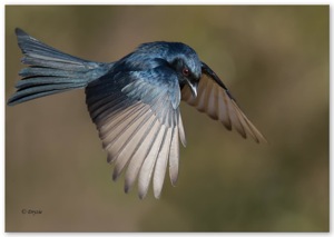 Fork-tailed Drongo