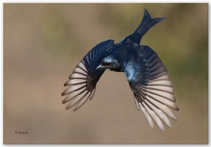 Fork-tailed Drongo