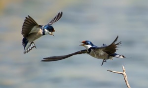 White-Throated Swallow