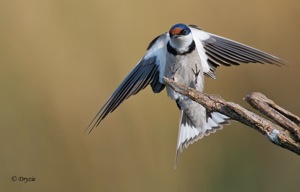 White-Throated Swallow