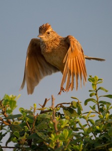 Rufous Naped Lark