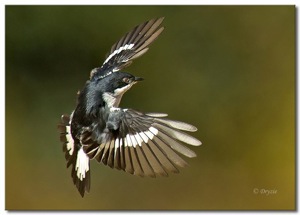 Fiscal Flycatcher