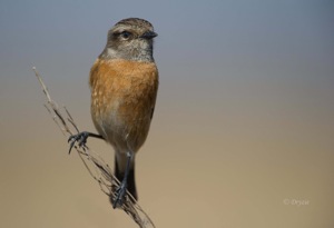 African Stonechat female