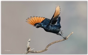 Red-winged Starling