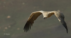 Cape Vulture