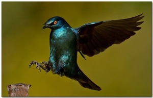 Cape Glossy Starling