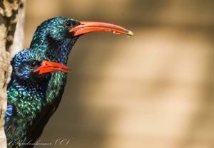 Green Wood-Hoopoe