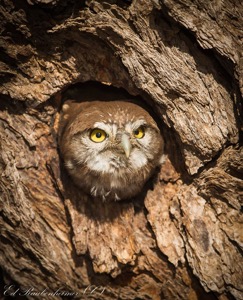  Baby Pearl-spotted Owlet