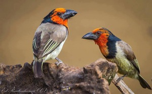 Black-collared Barbets