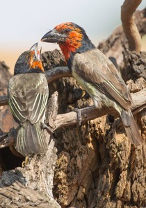 Black-collared Barbets