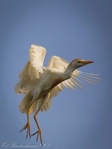 Cattle Egret