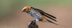 Lesser Striped Swallow