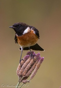 Flower and Stone Chat