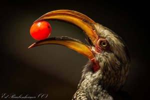 Southern Yellow-billed Hornbill