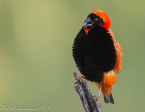 Southern Red Bishop