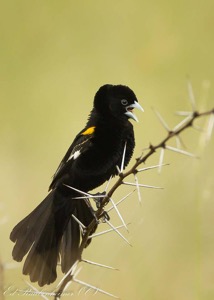 White-winged Widowbird1