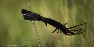 Long-tailed Widowbird