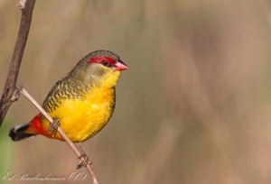 Orange-Breasted Waxbill