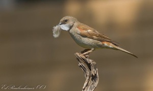 Southern Grey-headed Sparrow