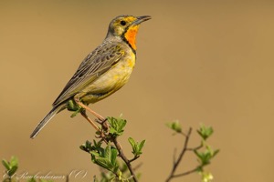 Cape Longclaw