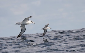 Shy Albatross & Great Shearwater