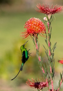 Malachite Sunbird