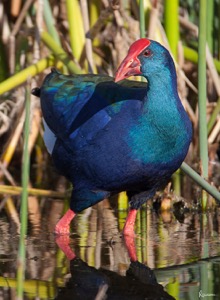 African Swamphen