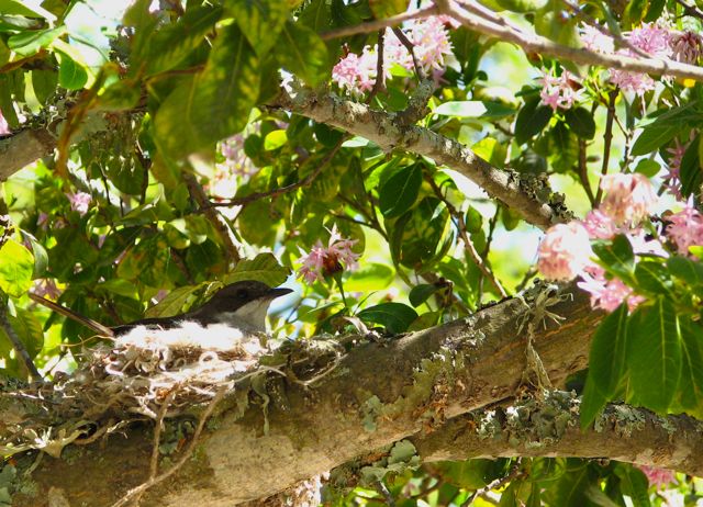 Fiscal Flycatcher on nest in Pompom Tree
