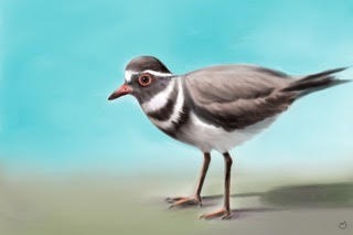 Three-banded Plover 
