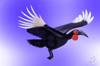 Southern Ground Hornbill