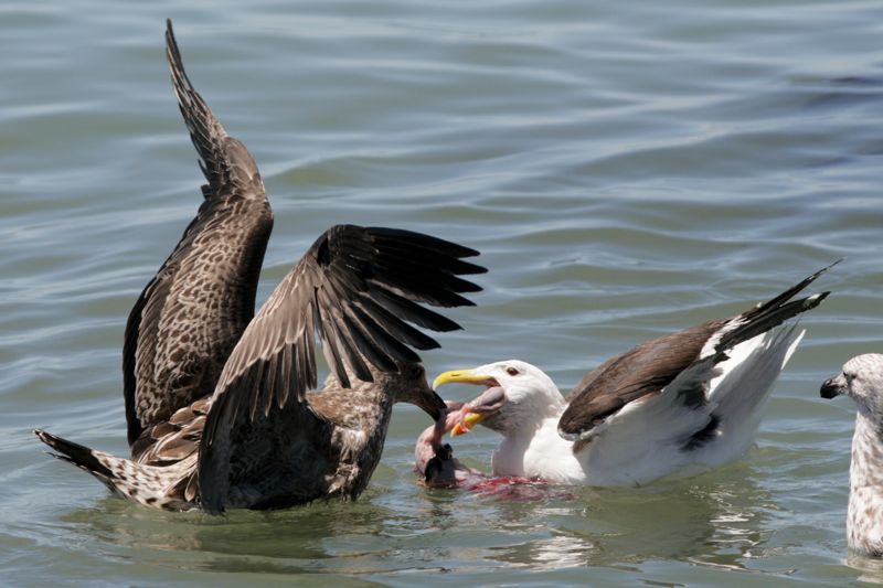 Kelp Gull feeding her young