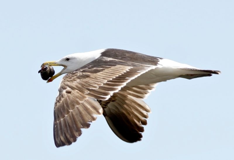 Juvenile Kelp Gull learns how to open tyhe hard shell of molluscs