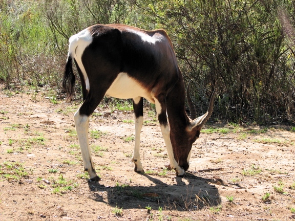 Bontebok