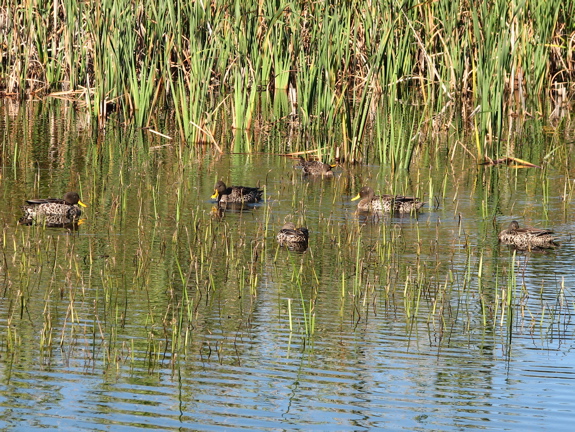 A batch of happy ducks