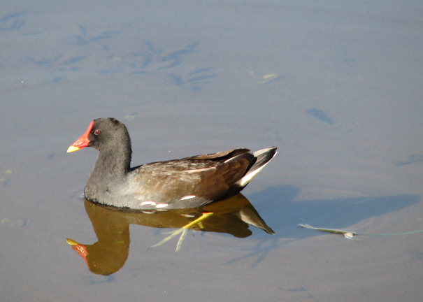 Common Moorhen