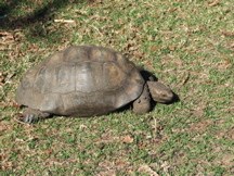 A large tortoise