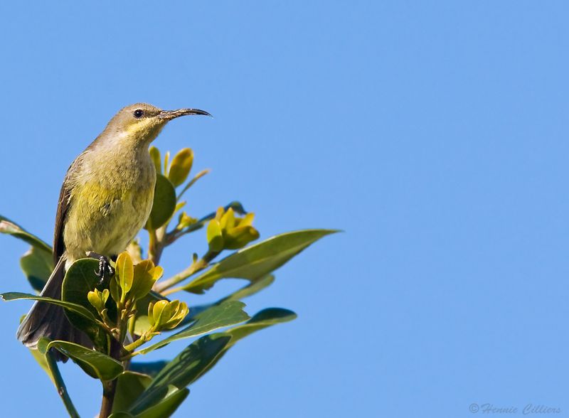 Malachite Sunbird juv.