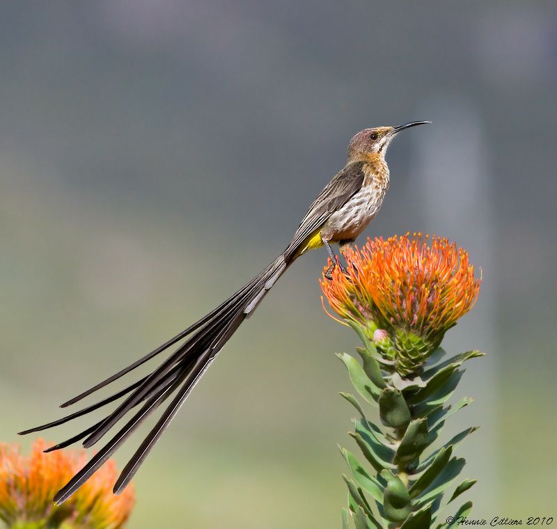 Cape Sugarbird  posing on Leucospermum