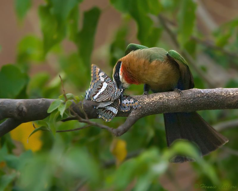 White-fronted Bee-eater with butterfly
