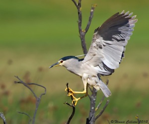 Black-crowned Night-Heron landing