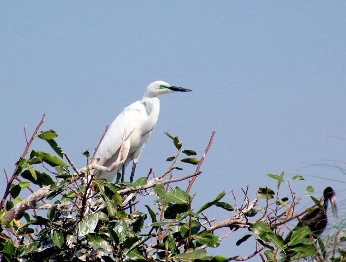 Great Egret 