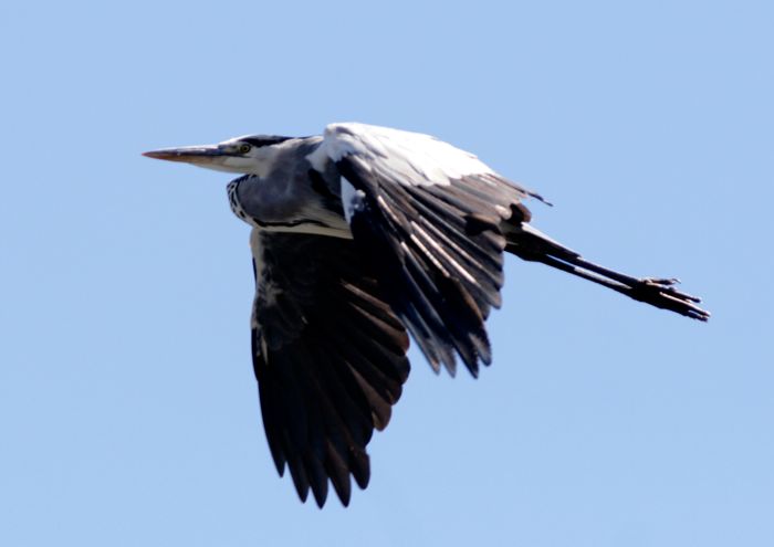 Grey Heron