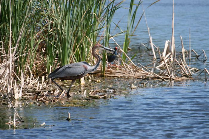 Goliath Heron and Purple Swamphen